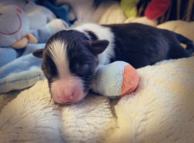 Les chiots de Berger Américain Miniature
