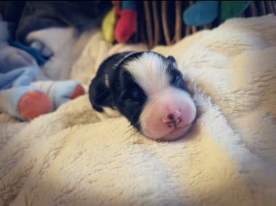 Les chiots de Berger Américain Miniature