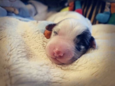 Les chiots de Berger Américain Miniature