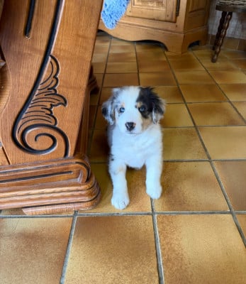 Les chiots de Berger Américain Miniature 