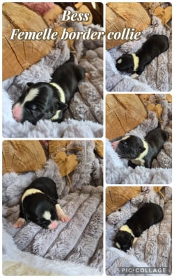 Les chiots de Border Collie