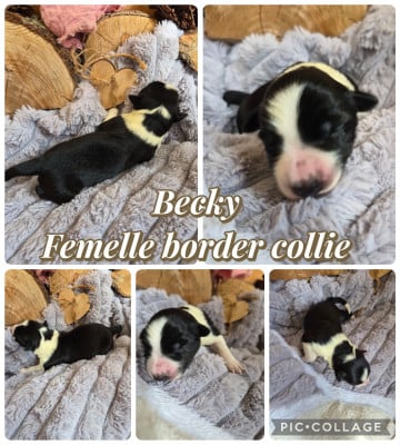 Les chiots de Border Collie