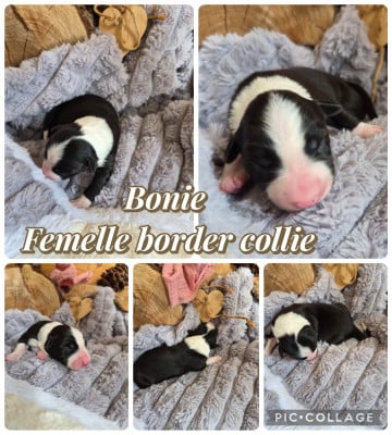 Les chiots de Border Collie