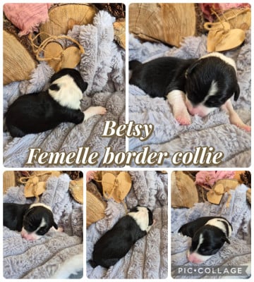 Les chiots de Border Collie