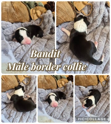 Les chiots de Border Collie