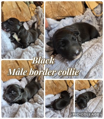 Les chiots de Border Collie