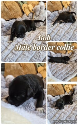 Les chiots de Border Collie