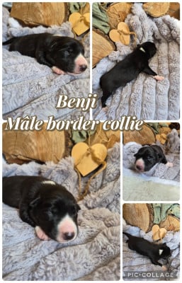 Les chiots de Border Collie