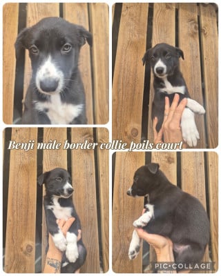 Les chiots de Border Collie