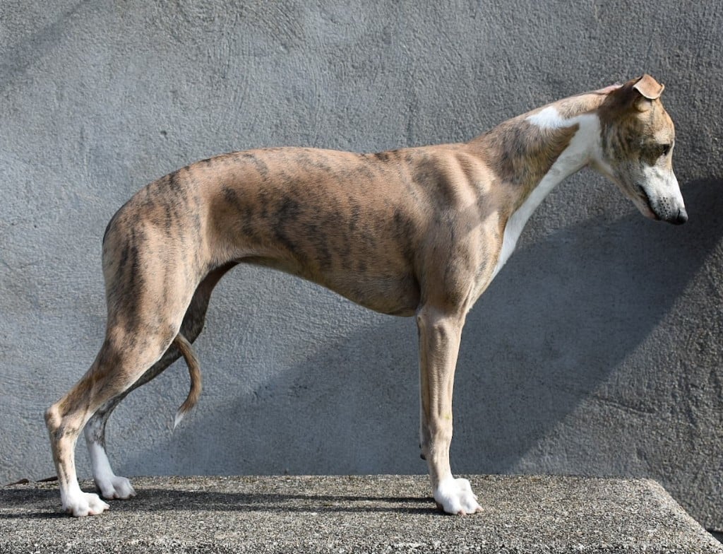 Ambre Du Domaine D'Hémya