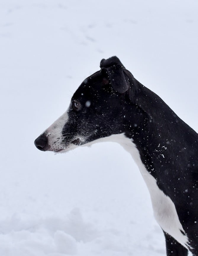 Viana Du Domaine D'Hémya