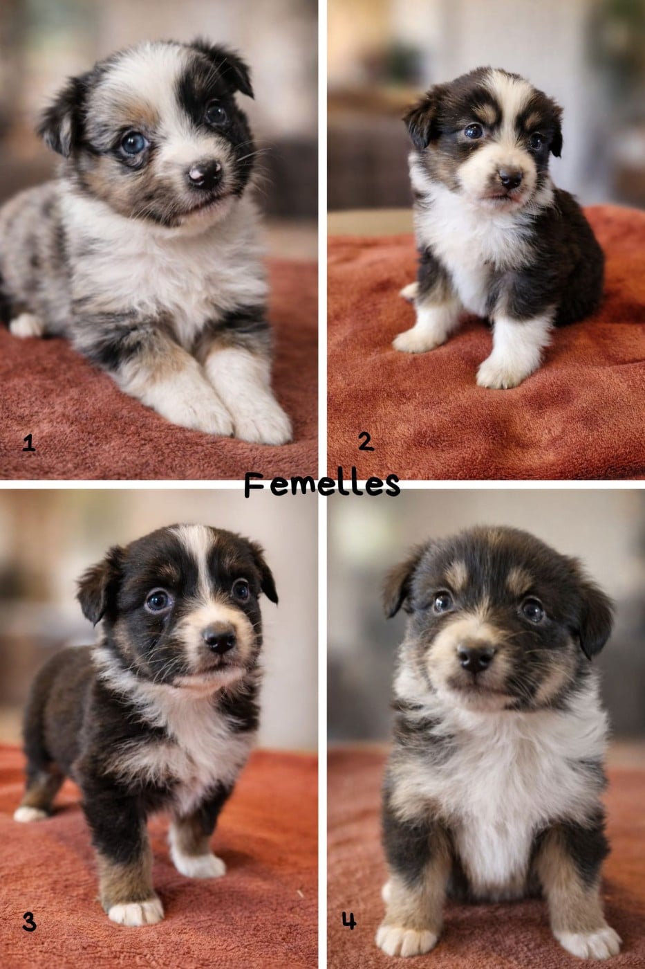 Berger Australien - Des Monts De Lya