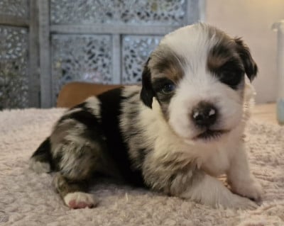 Les chiots de Berger Australien