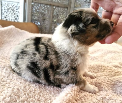 Les chiots de Berger Australien