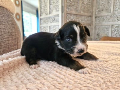 Les chiots de Berger Australien