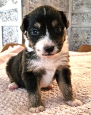Les chiots de Berger Australien