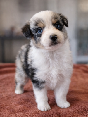 Les chiots de Berger Australien