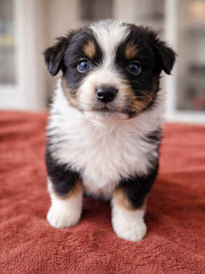 Les chiots de Berger Australien