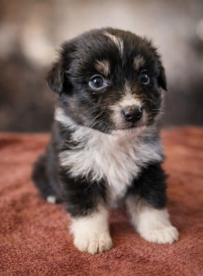 Les chiots de Berger Australien
