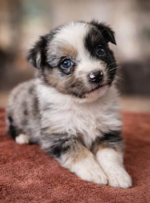 Les chiots de Berger Australien