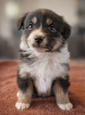 Les chiots de Berger Australien