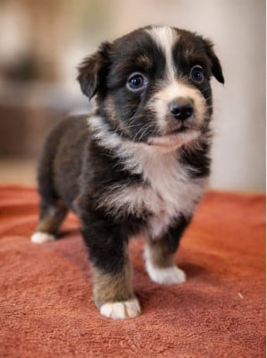 Les chiots de Berger Australien