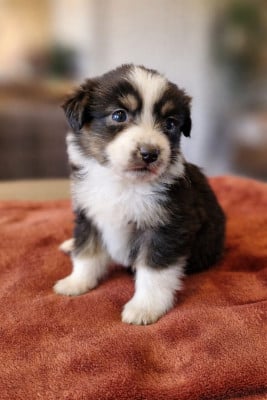 Les chiots de Berger Australien