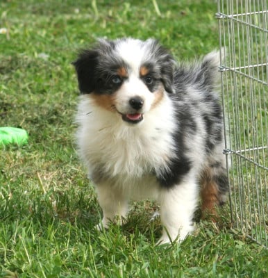 Bounty - Berger Australien