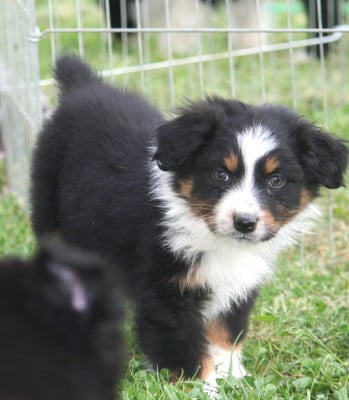 Berlioz - Berger Australien