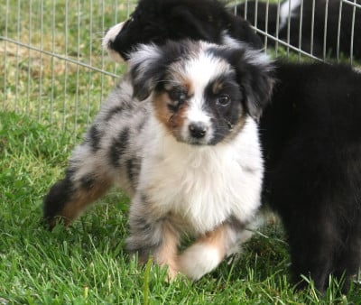 Blue - Berger Australien