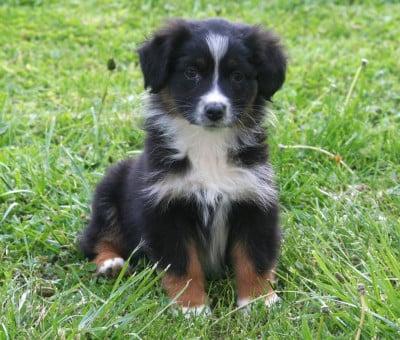 Babette - Berger Australien