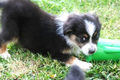 Bridget - Berger Australien