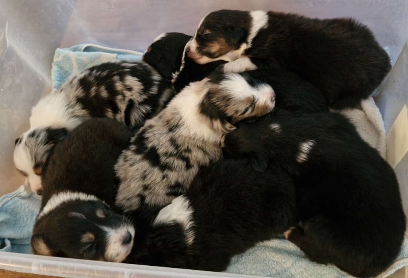 Berger Australien - Des Monts De Lya