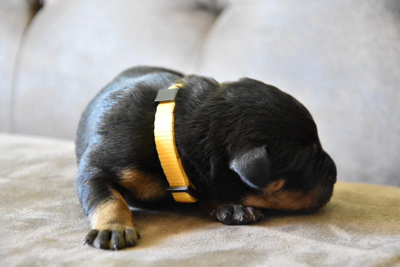 Miss jaune