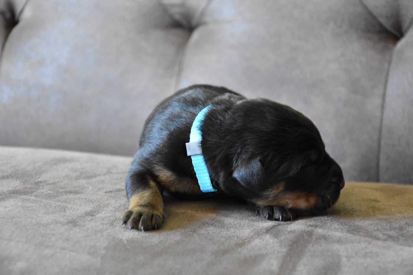 Miss bleu ciel