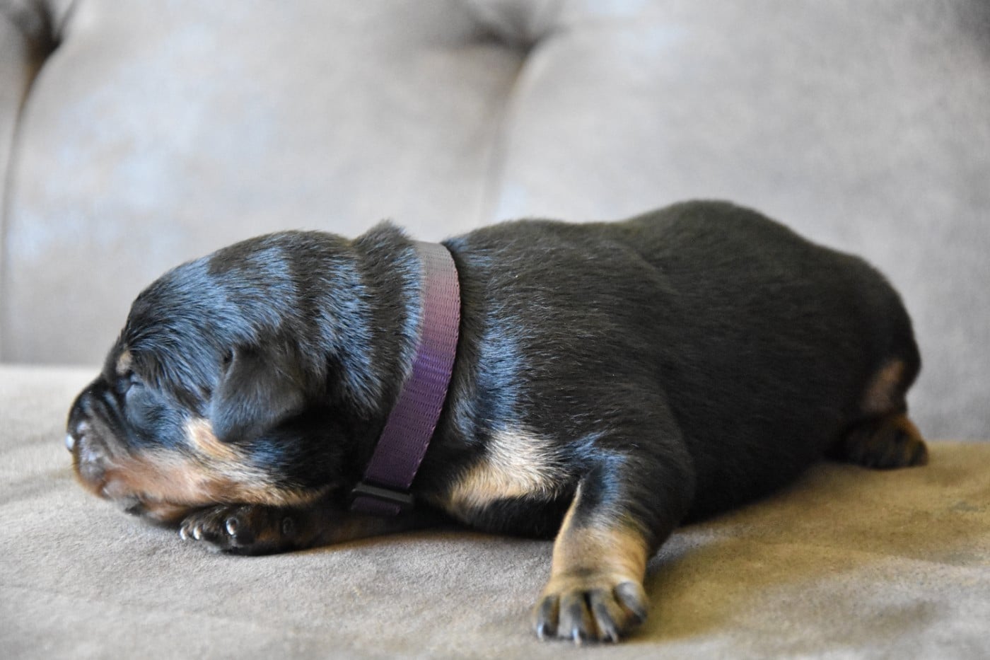 Monsieur violet