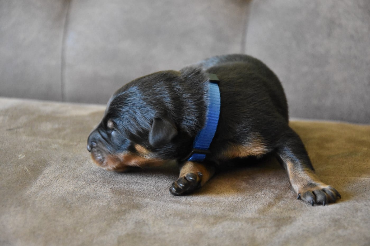 Monsieur bleu