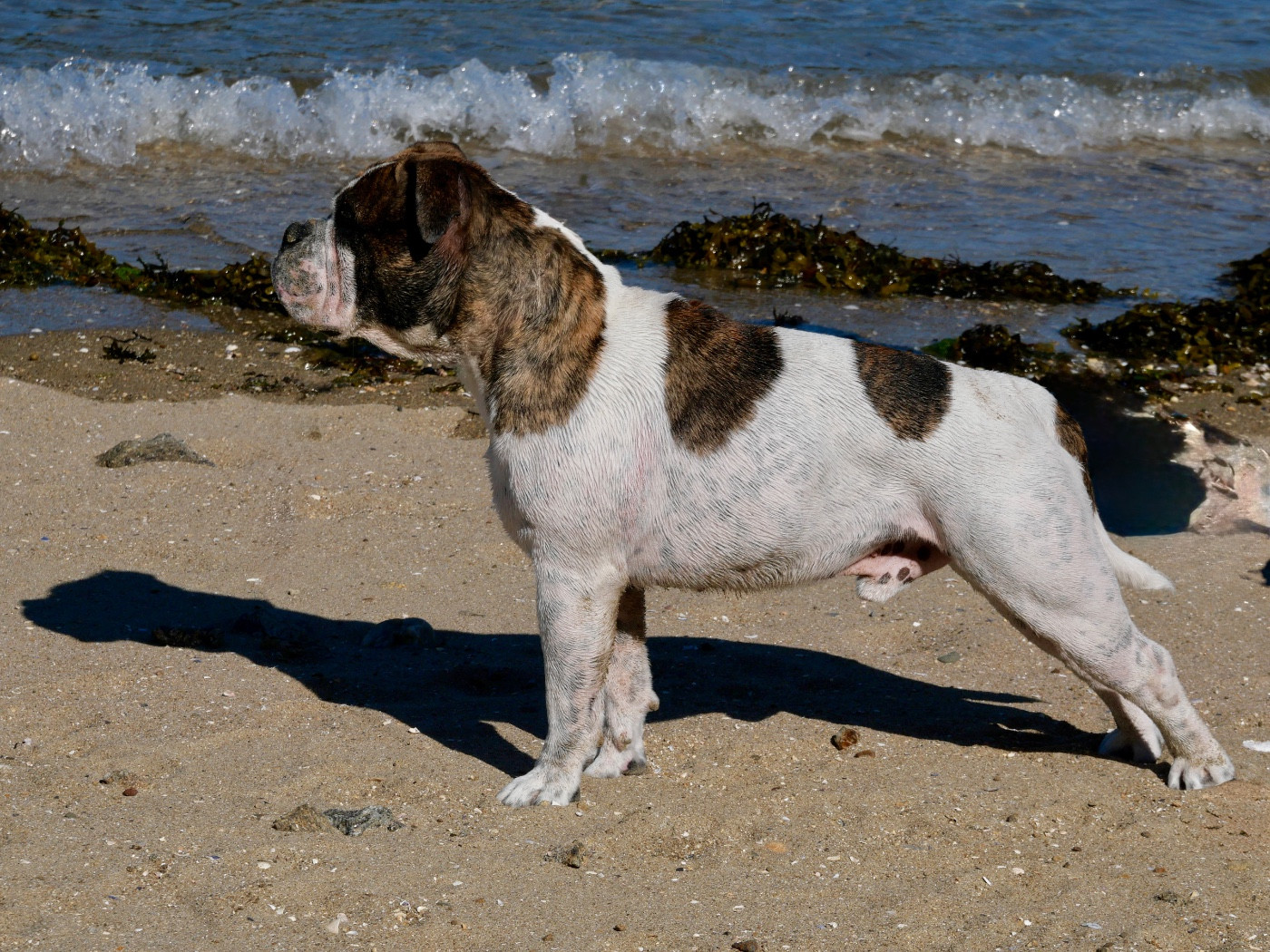 Publication : Family Contis