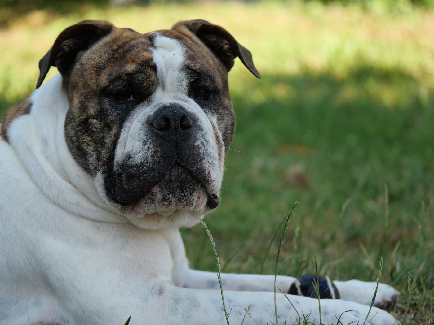 Publication : Family Contis