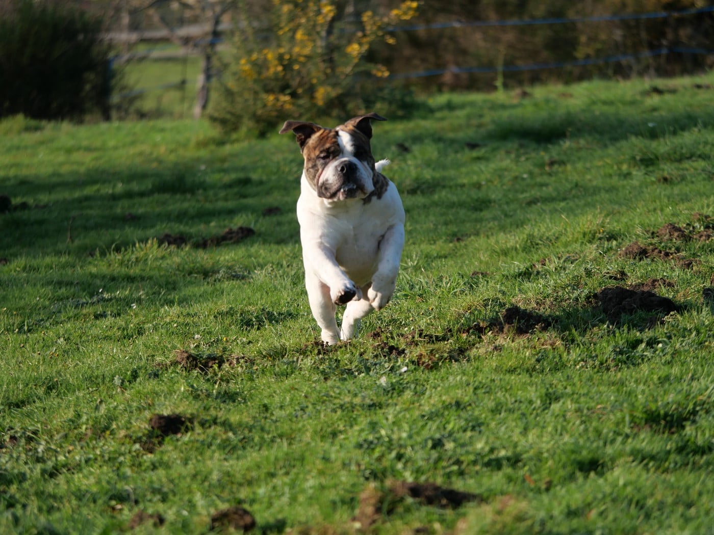 Publication : Family Contis