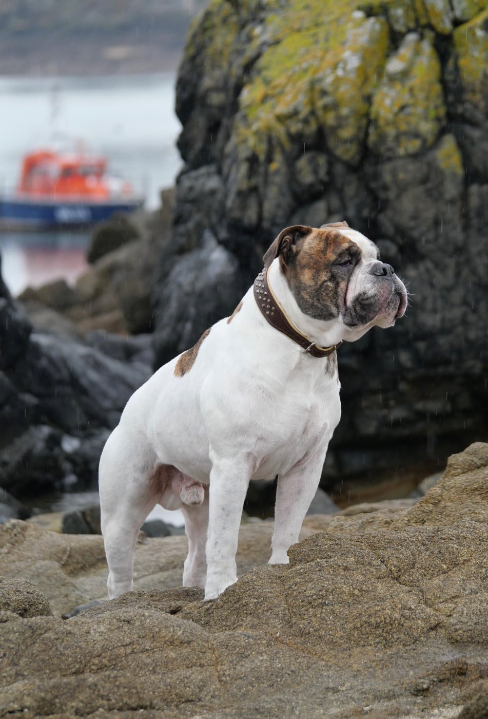 Publication : Family Contis