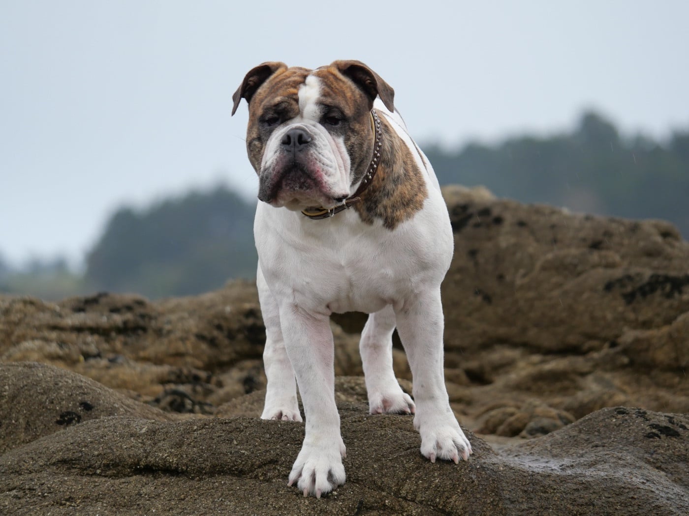 Publication : Family Contis