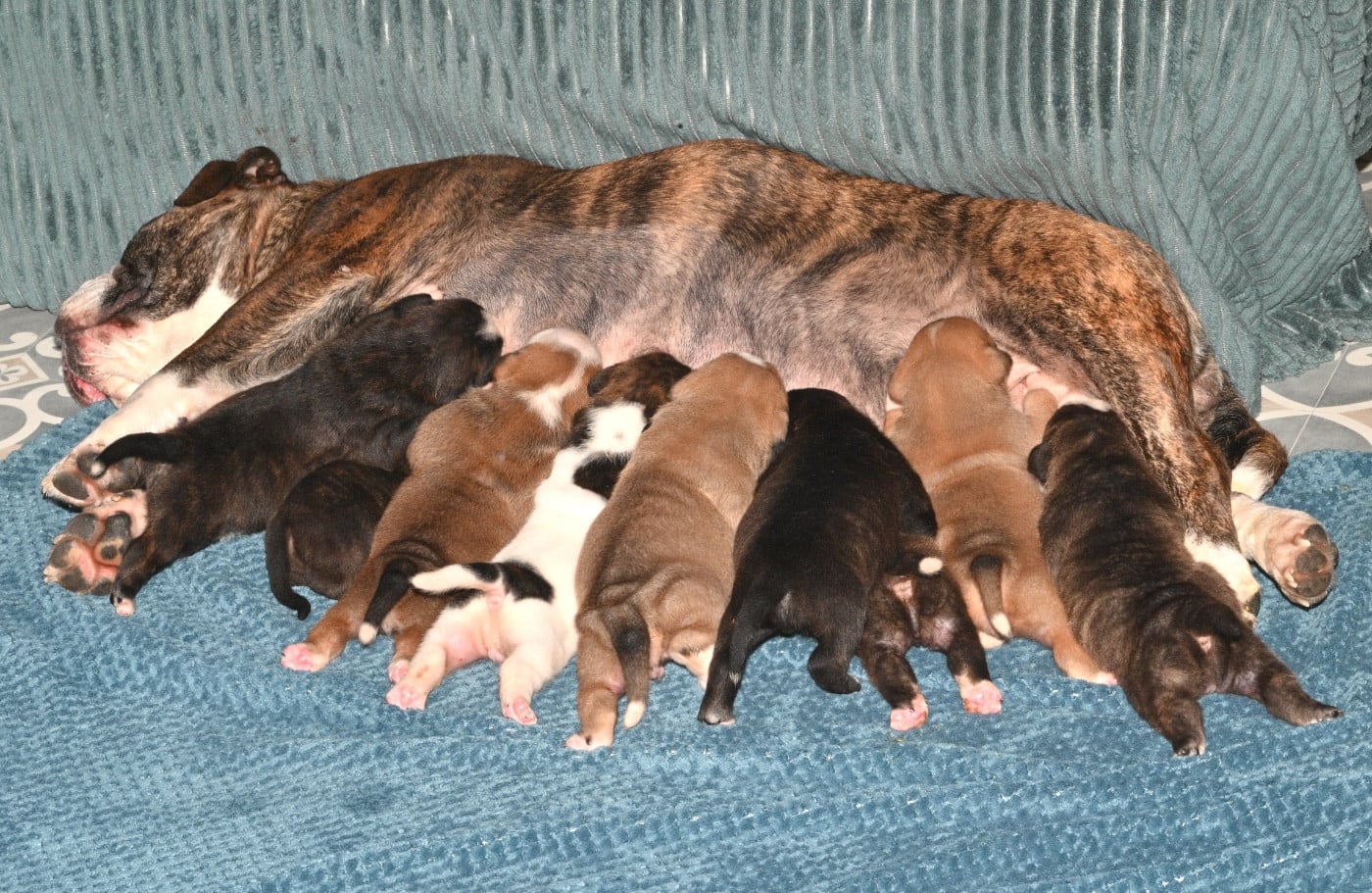 Bulldog continental - Family Contis