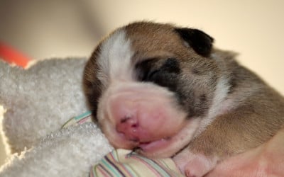 Les chiots de Bulldog continental