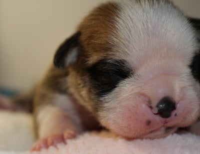 Les chiots de Bulldog continental