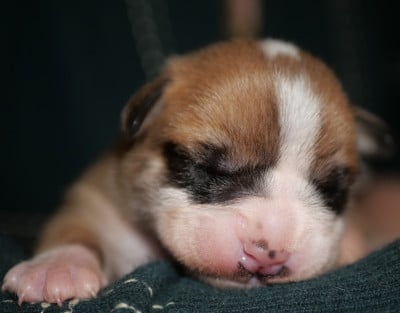 Les chiots de Bulldog continental