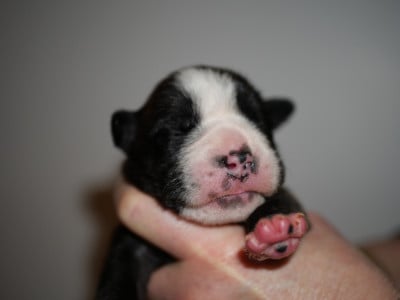 Les chiots de Bulldog continental