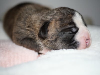 Les chiots de Bulldog continental