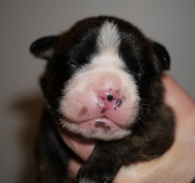 Les chiots de Bulldog continental