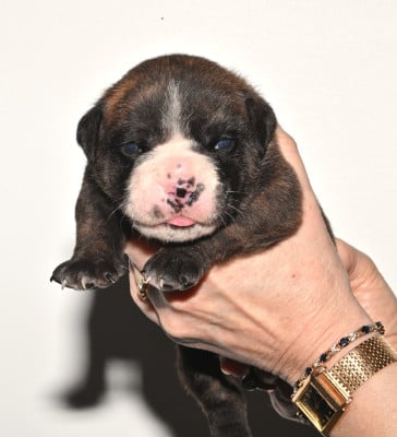 Les chiots de Bulldog continental